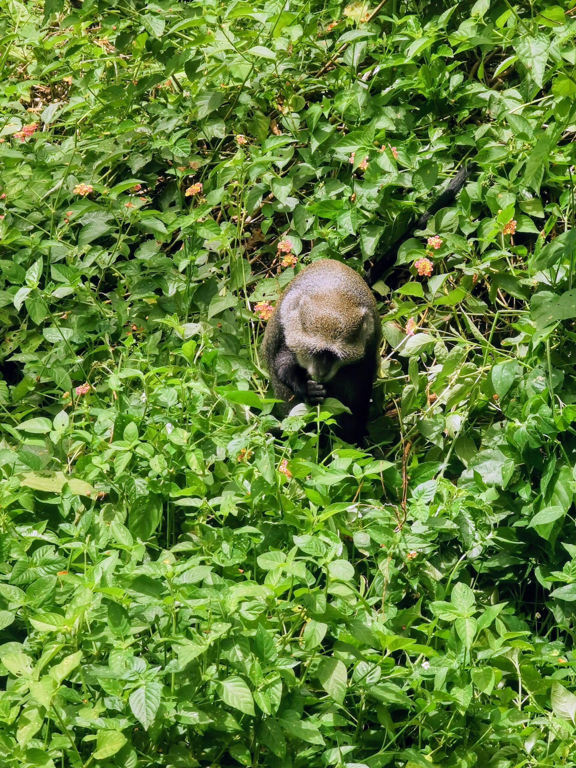 From Homework to Real Life: Seeing Zanzibar’s Red Colobus Monkeys in Jozani Forest