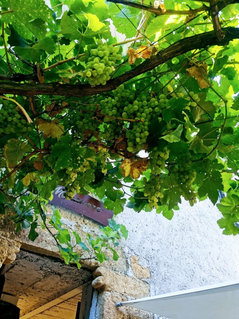 Grapes hanging above a stone street in Èze village on the French Riviera. 