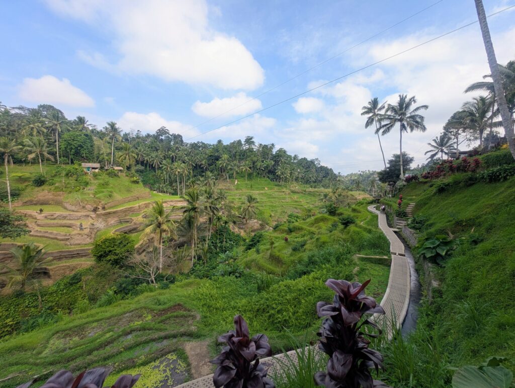 Green rice terraces and palm trees in Ubud, Bali